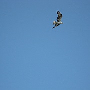 Picture 020